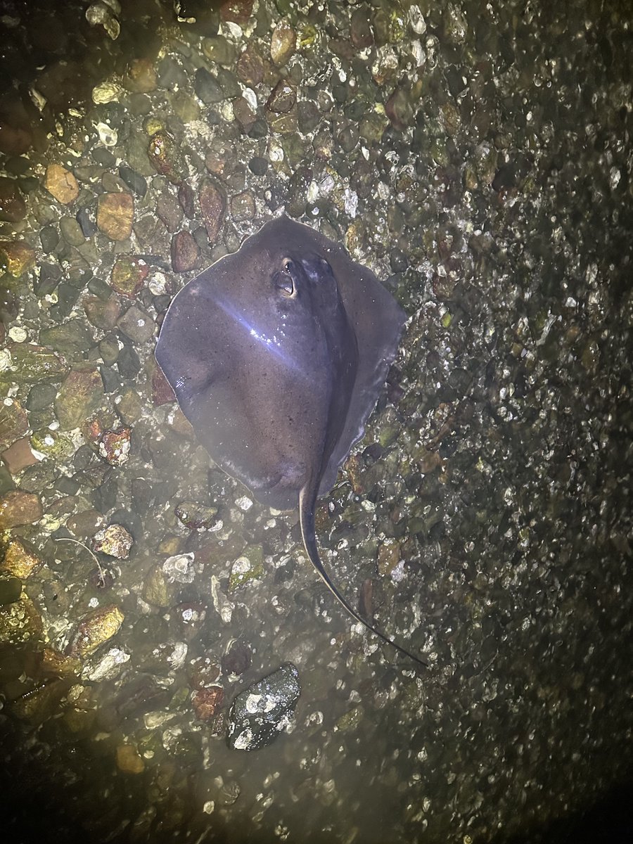 お前じゃ(ヾﾉヾﾉヾﾉヾﾉ･ω･`)ｼﾞｪｯﾄｽﾄﾘｰﾑﾅｲﾅｰｲ