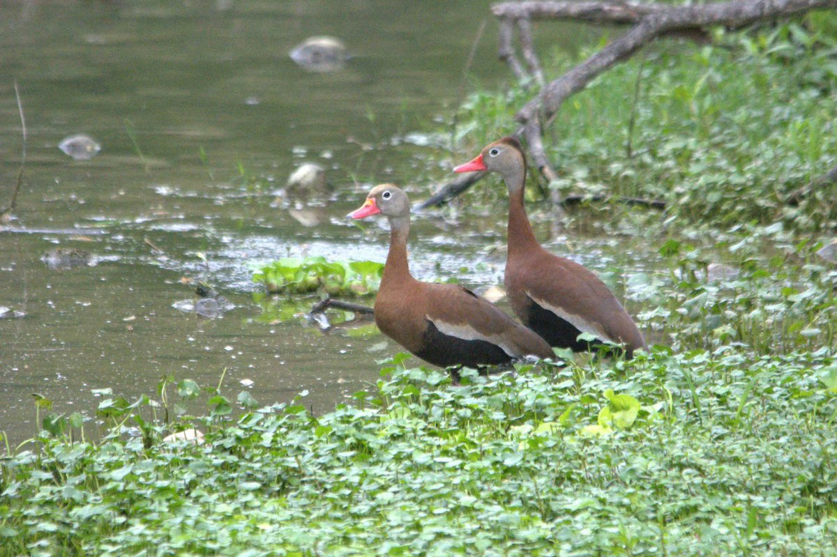 Sturdy Jenn tweet media