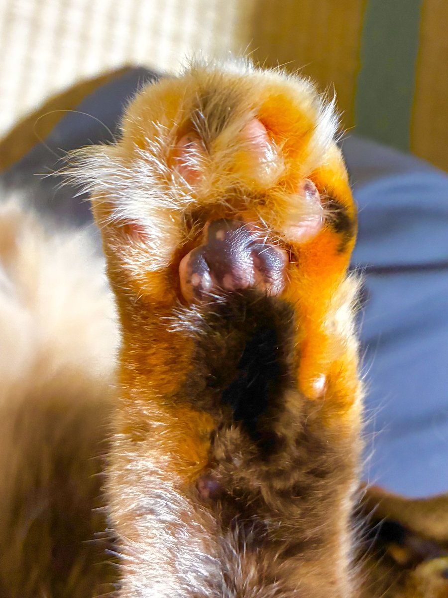 兎和🐰25倉コス tweet media