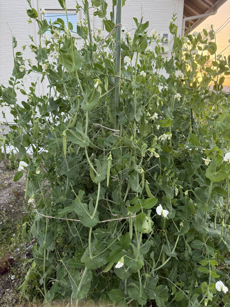 Riki(リリくん🦋＋キキ🦌リリキキ) tweet media