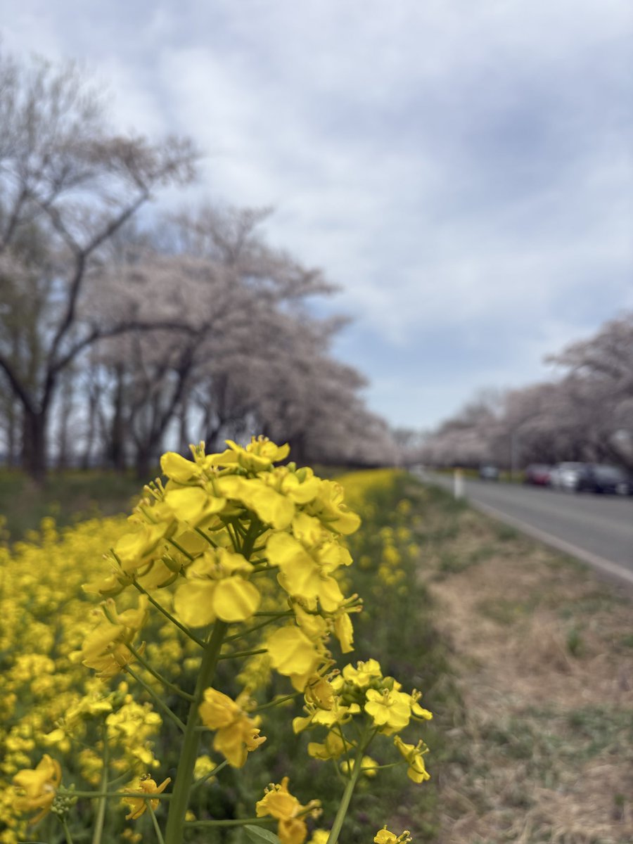 ふぁいんぴーす⭐️🧡 tweet media