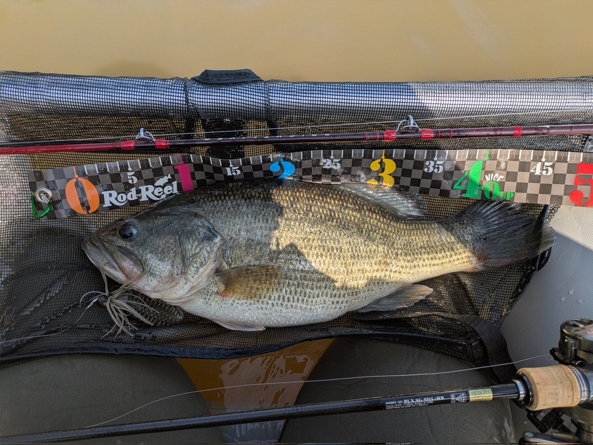 かおる tweet media