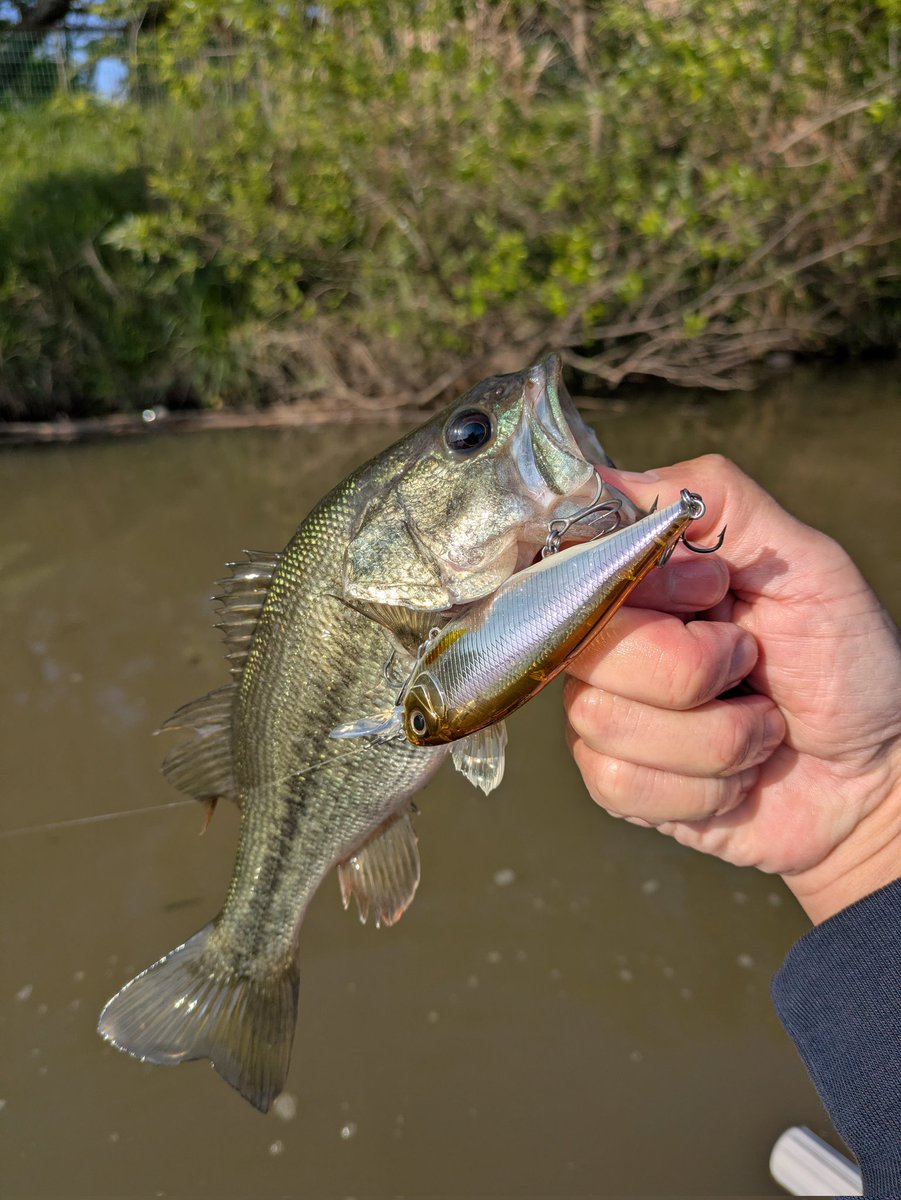 かおる tweet media