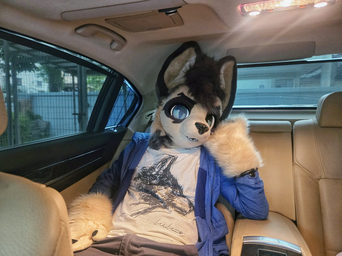 ctwolf88's tweet photo. Are we there yet? #FursuitFriday #gentlefur https://t.co/CijLRkWmcp