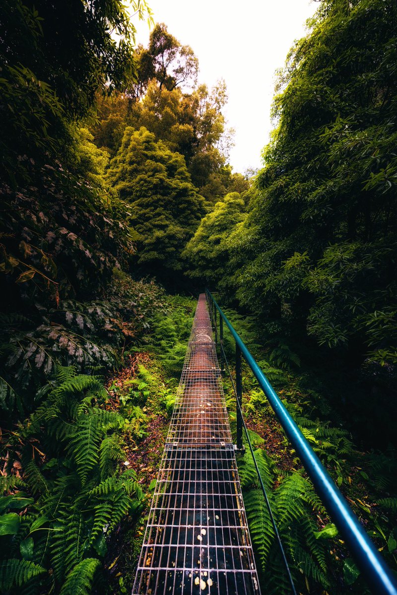 mandolinaes's tweet image. Let’s see something green🌲