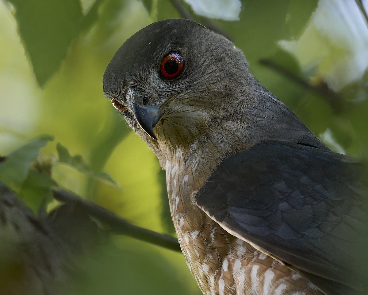 This is a look! Cooper's Hawk.