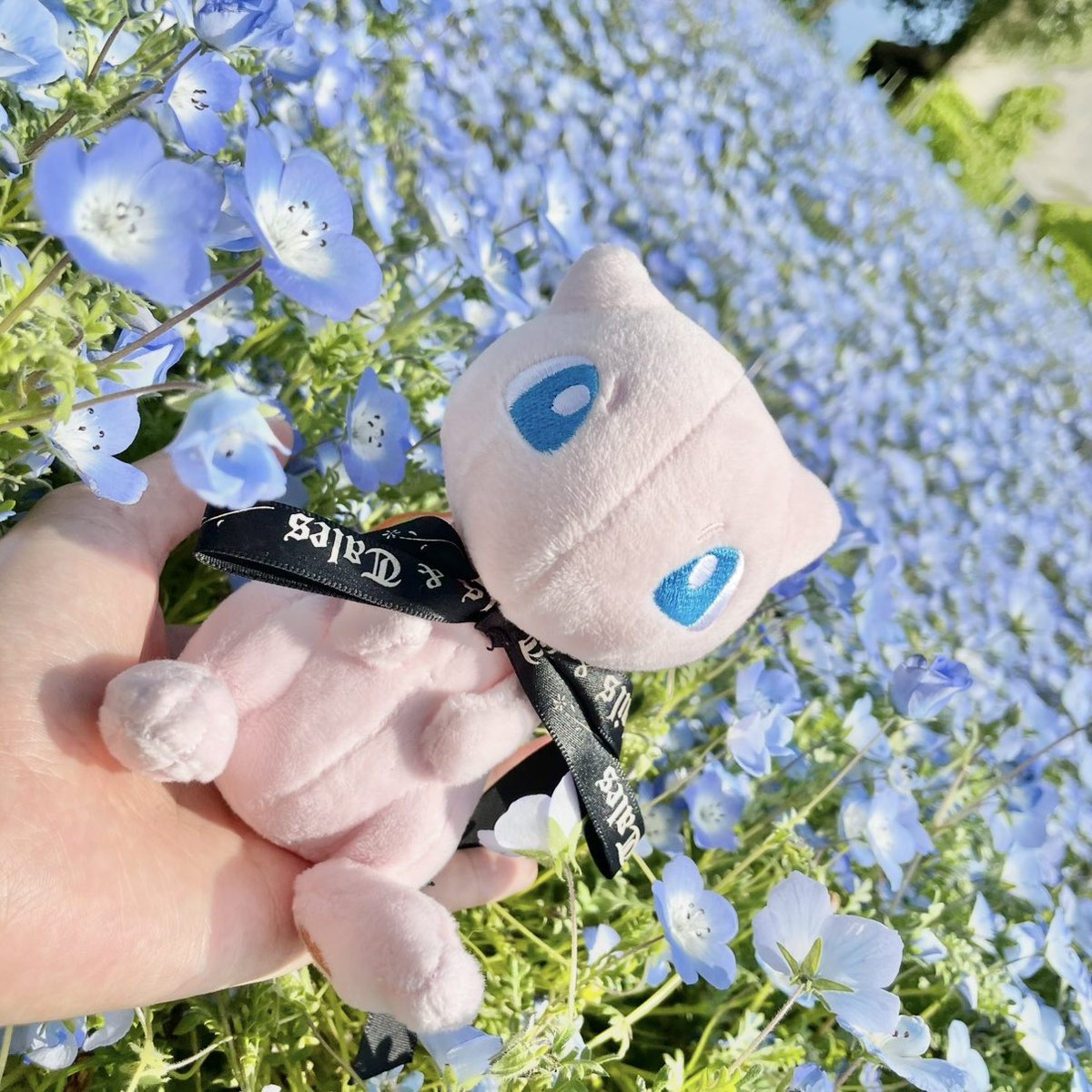 pokemen151's tweet photo. #自慢できるお花とぬいの写真みせて https://t.co/l6iDHEyeKC