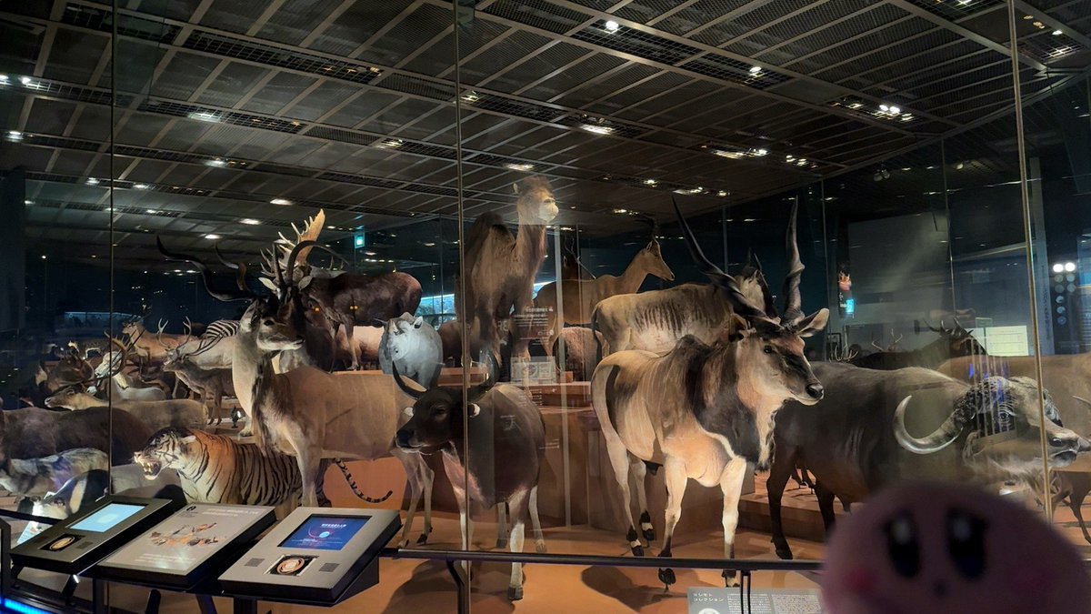 あめにん🍣🐙 tweet media