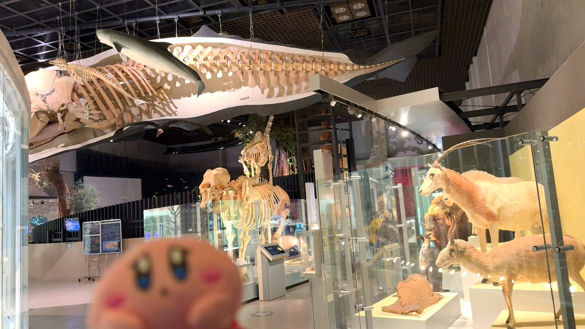 あめにん🍣🐙 tweet media