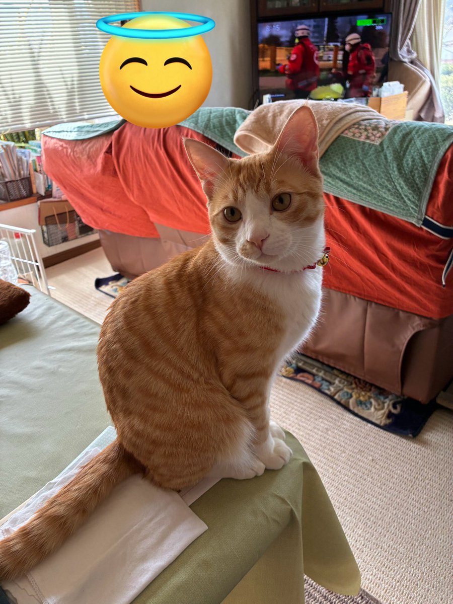 オブサワ tweet media