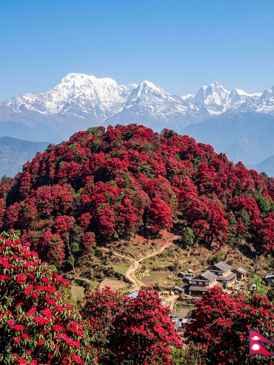 Neha Gurung tweet media