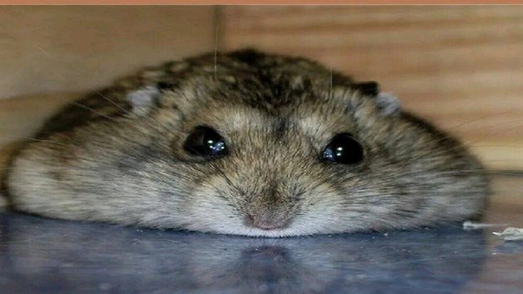 hammieyumess!! tweet media