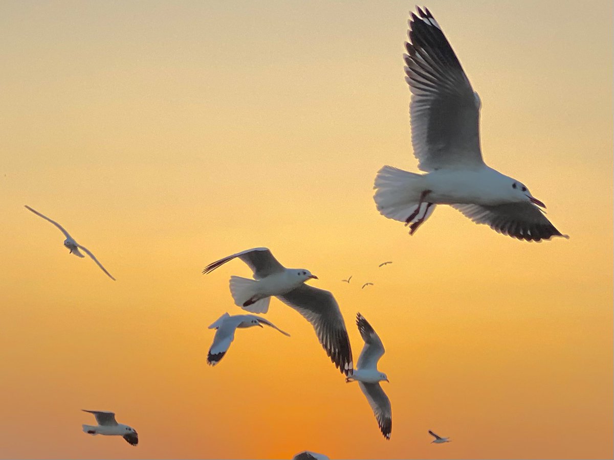 mansebanjaran's tweet image. still life