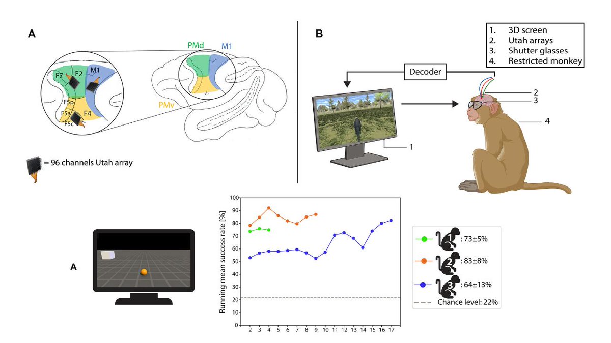 holographica_ru's tweet image. Пластичные нейроинтерфейсы помогут управлять инвалидными колясками и протезами

holographica.space/news/intracort…

#VR #VirtualReality #XR #SpatialComputing #AR #MR #AugmentedReality #MixedReality