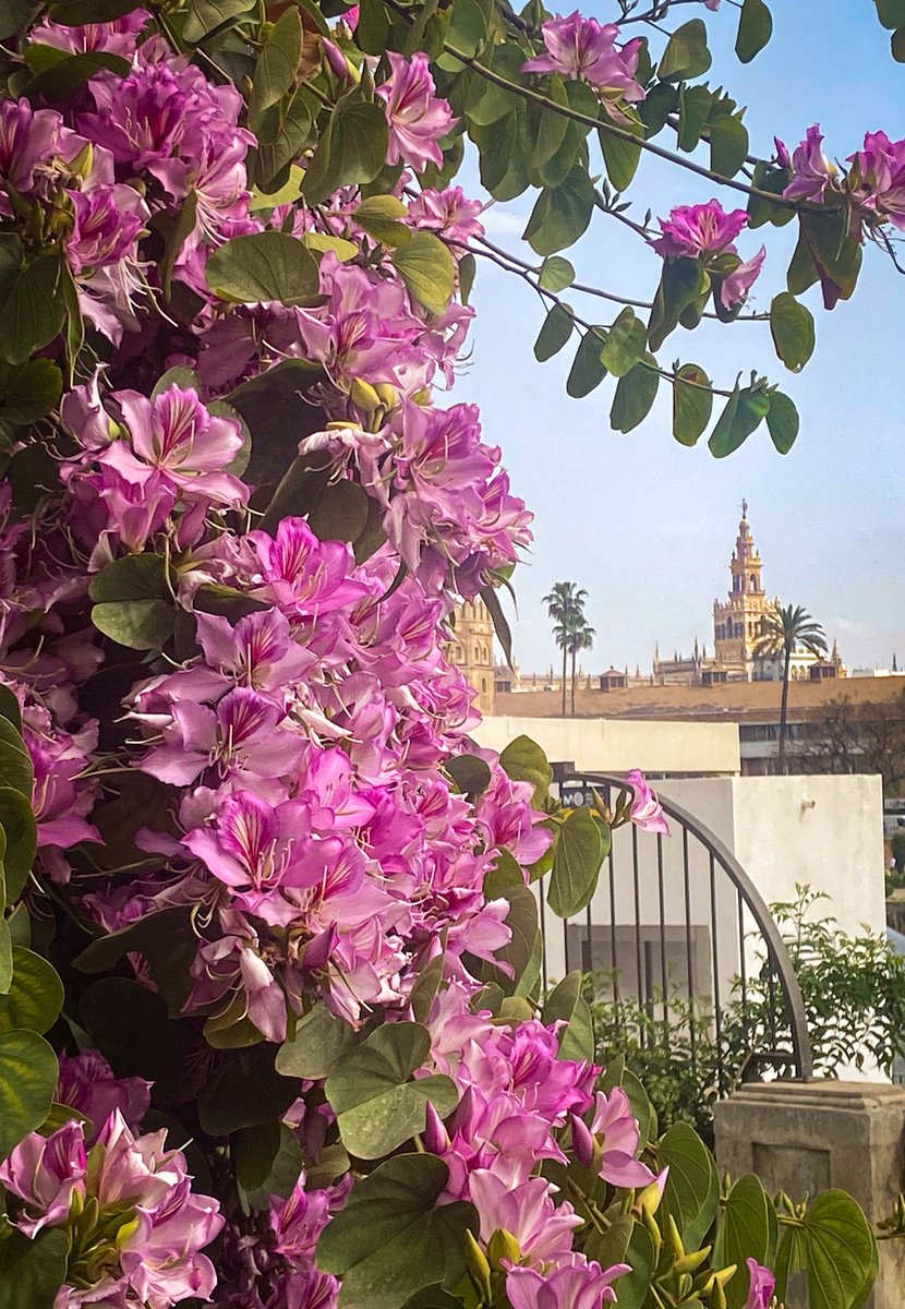 kaótica 🪬 tweet media