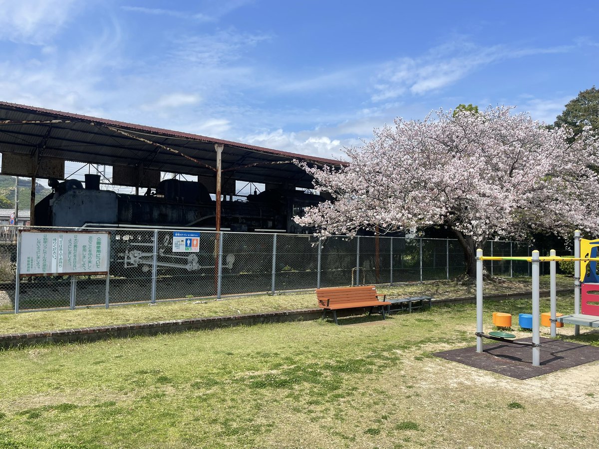 hkisyuu's tweet photo. 4/14　那智勝浦町役場横のSL公園（築地公園）の桜が満開でした。 https://t.co/LKOXAd2v4K