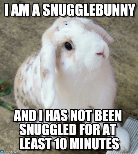 WHY YOU SHOULD HAVE A BUNNIES tweet media