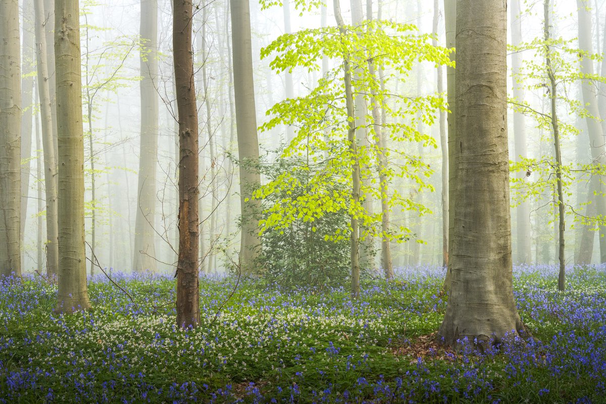 Albert Dros tweet media