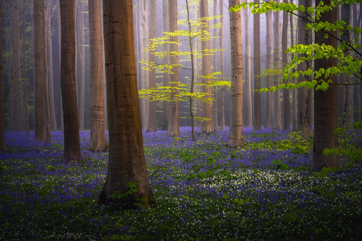 Albert Dros tweet media