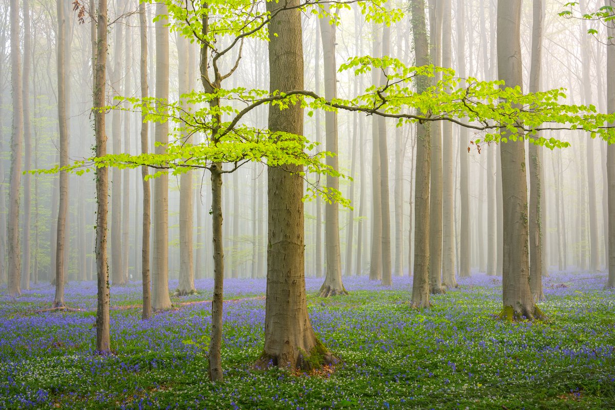 Albert Dros tweet media