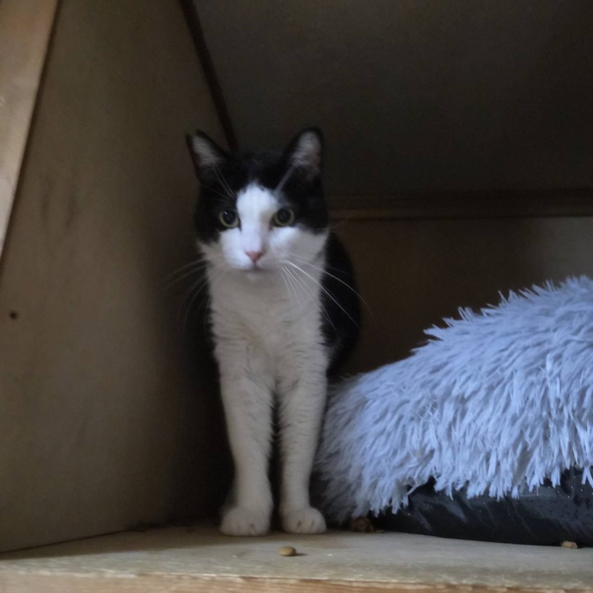 NPO法人地域猫管理協会 tweet media