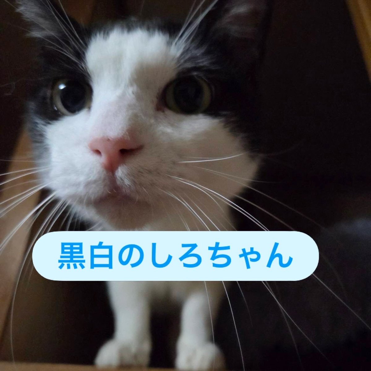 NPO法人地域猫管理協会 tweet media