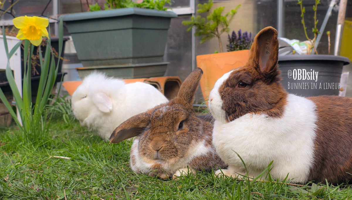 obdsity's tweet photo. Snooshi, Yoshon and Fini are posing for their anime-group pic shot βπ»π
#FiniFriday #DailyYoshon #TheShiAndTheShon https://t.co/XeJloJxtcw