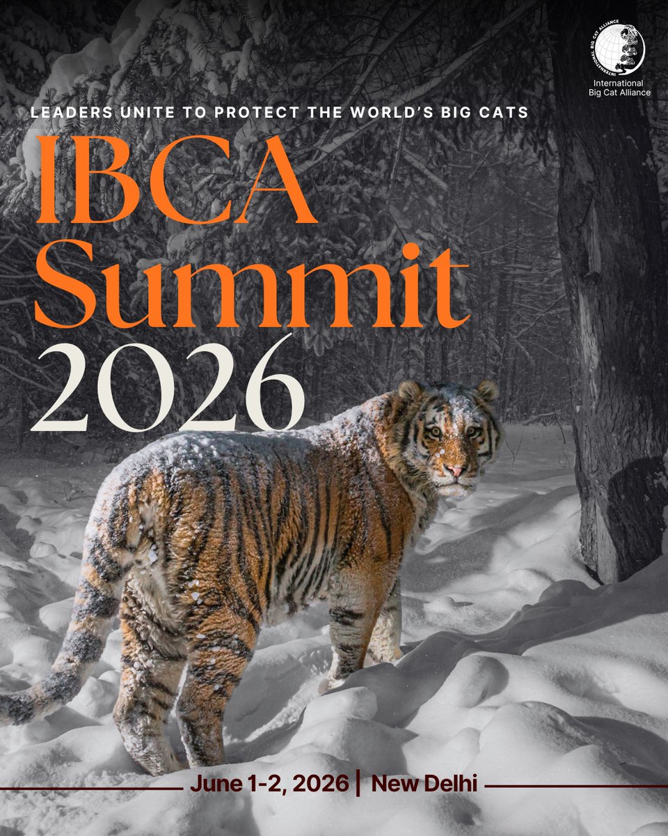 IBCA_official's tweet image. The world is coming together. Are you ready? 

Witness India’s leadership in big cat conservation as the #IBCASummit2026 brings global leaders, experts, and changemakers together to drive meaningful action.  

🗓️ June 1–2, 2026  
📍 New Delhi  

Save Big Cats. Save Ecosystems.