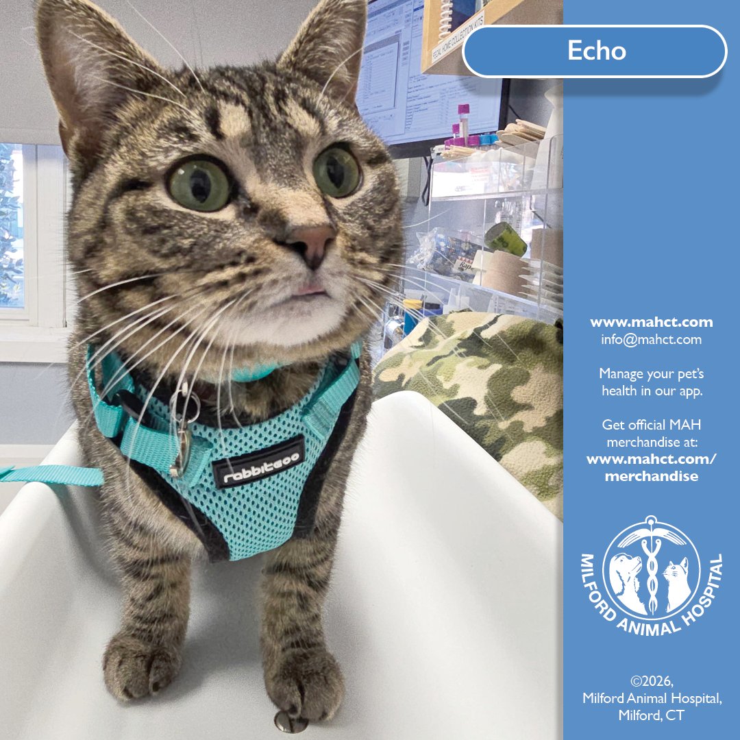 Meet Echo. This sweet cat was in recently for a visit &amp; quickly won over everyone they met. Calm, curious, and full of charm, Echo made the appointment a pleasure from start to finish. And can we talk about that harness? Such a great color on Echo, it could not be more perfect.