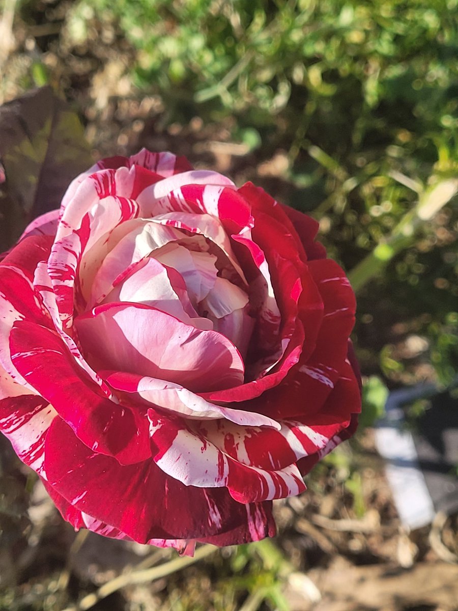 SARAH🍅 🇩🇿 tweet media