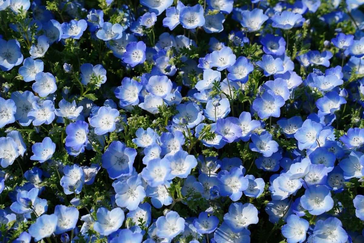 Alice5328's tweet photo. 先日、無事長女入学&amp;次女入園🌸
小学校には機会があって1日どんな生活をしているのか見てきたよ😊👍
これから色んな事があると思うけど、楽しみながら通えますように✨ https://t.co/VnImnWFRNl