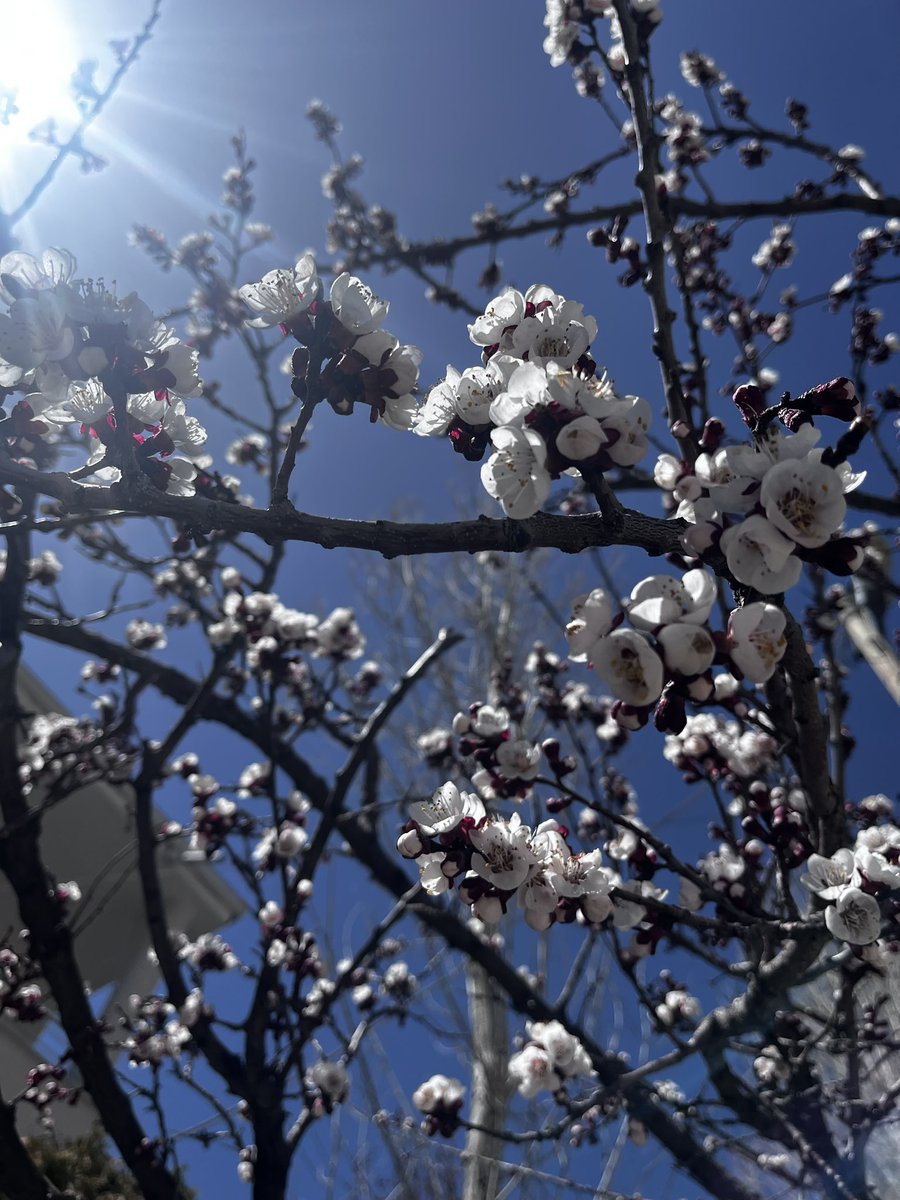 müzehher 🌸 tweet media