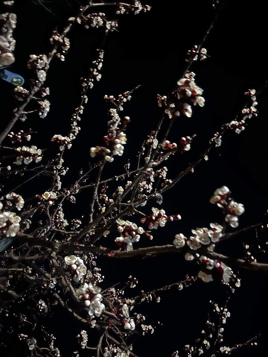 müzehher 🌸 tweet media