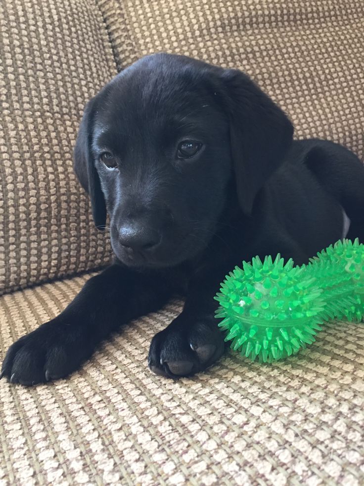 Popularpuppies © tweet media