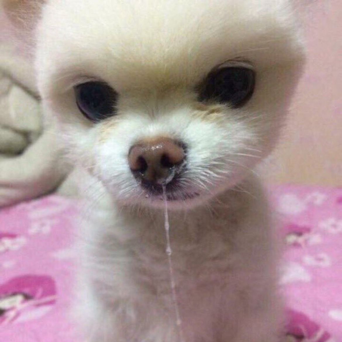 연둥이 tweet media