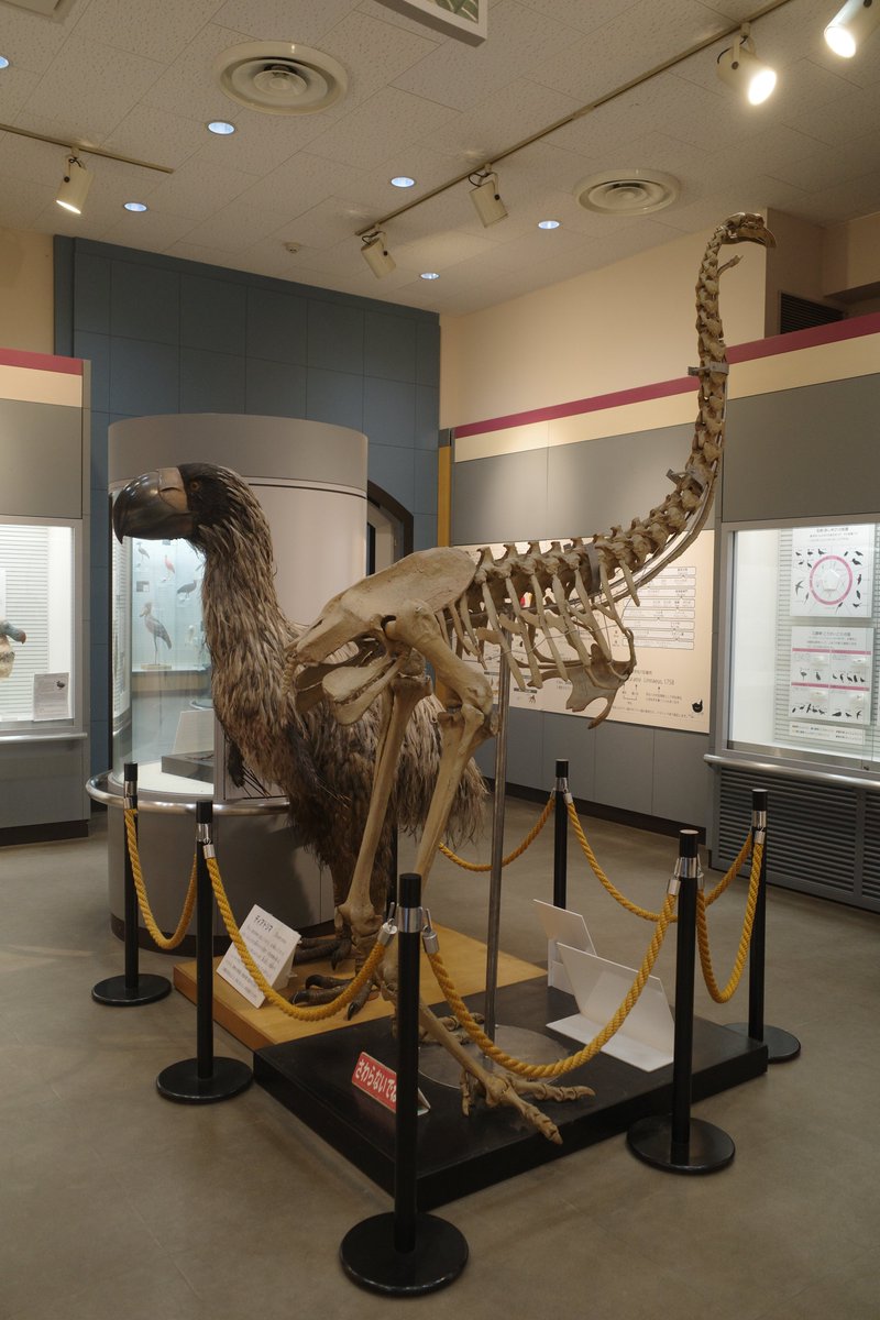 TSAI_NTU508's tweet photo. Happy #FossilFriday! Large species are always fascinating. So happy that our new manuscript about a new large species from the Pleistocene of Taiwan was accepted this week! Stay tuned for more exciting paleo progress. https://t.co/eOxnAdUvNv