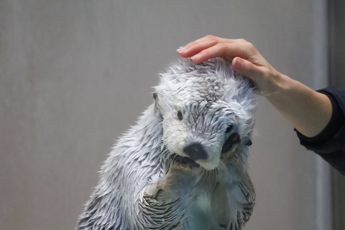 まるこ🦦 tweet media