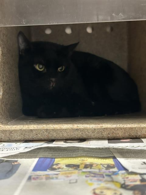 facebook.com/photo/?fbid=13…
❤️JELLY -- ID# A841593

Temperament: RESCUE ONLY
🆘🆘🆘🆘
I am an unknown gender black Domestic Shorthair.

The shelter staff think I am an unknown age.

I have been at the shelter since April 15, 2026.

I will be available for rescue on April 20, 2026.

I