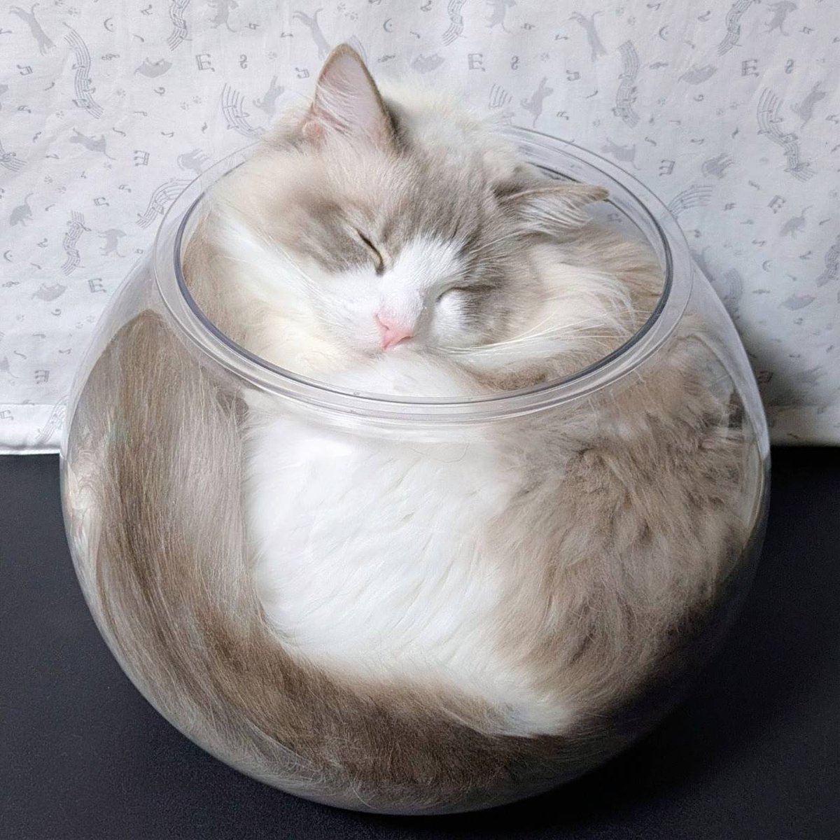 みしゅり tweet media