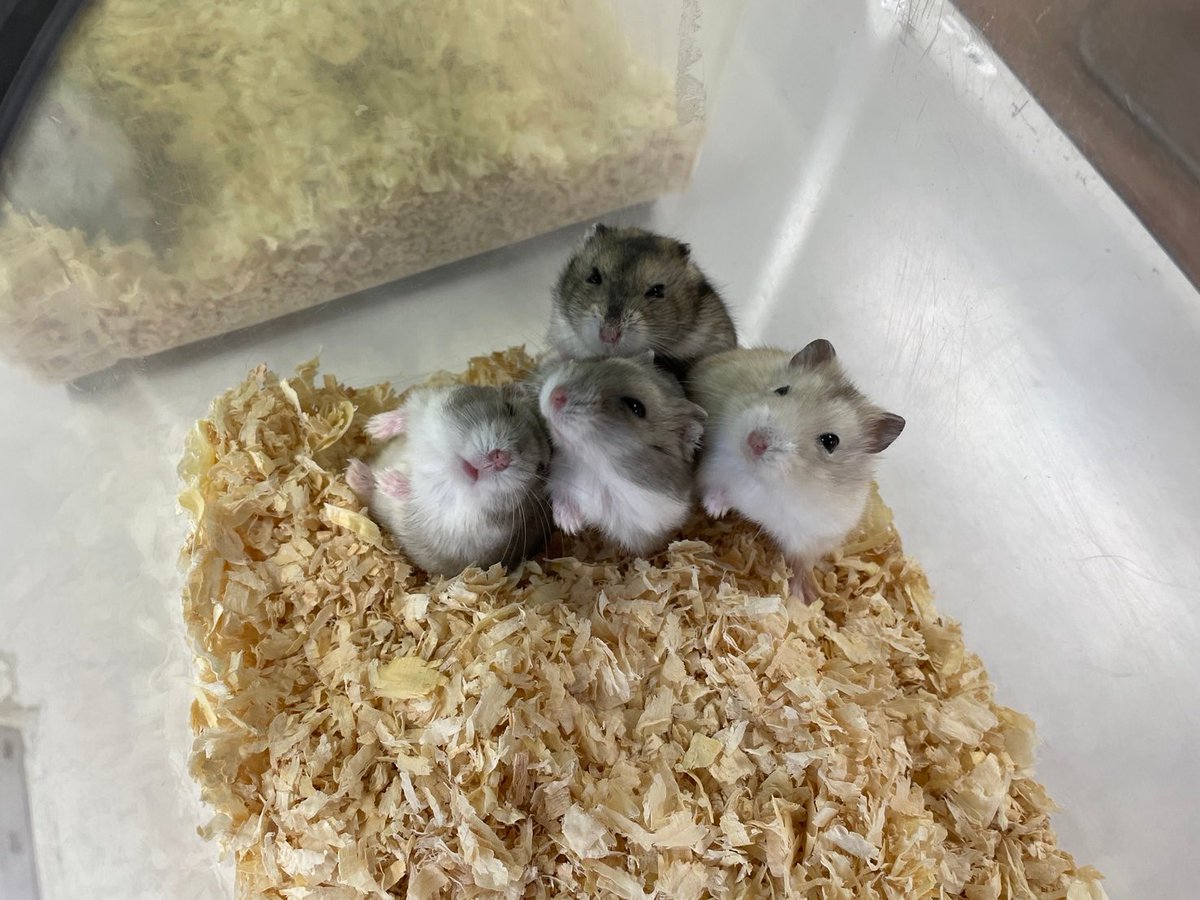 動物飼育学科では、1人1頭のジャンガリアンハムスターを担当し、飼育管理しています👀
日々の観察で飼育員に必要なスキル「観察眼」を養います📷 
#ジャンガリアンハムスター #埼玉動物海洋専門学校