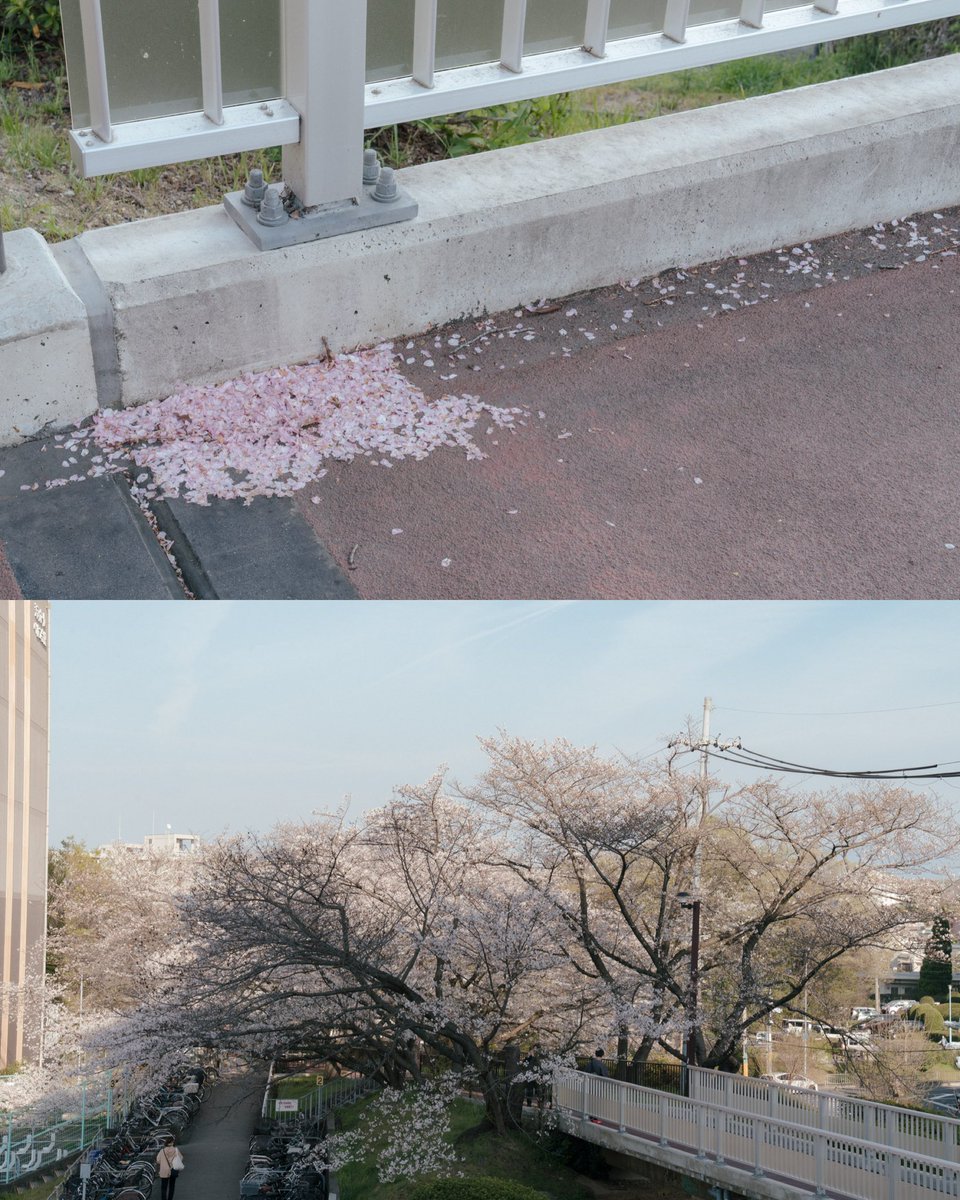 AKIRAmDown1's tweet image. 満開の桜のトンネルに、西日が差し込んでもう言葉にならないくらいエモい。

#cherryblossom 
#sakura 
#springvibes
#スナップ写真 
#moodygrams