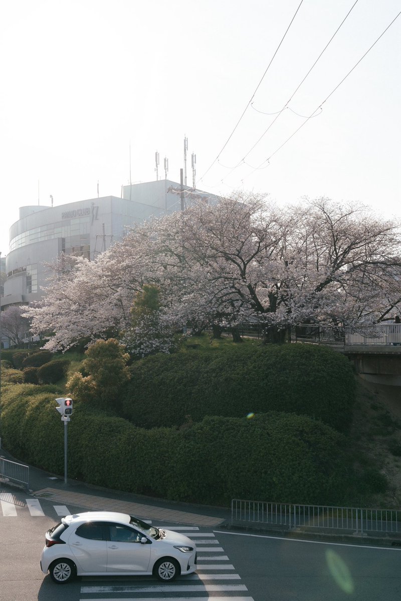 AKIRAmDown1's tweet image. 満開の桜のトンネルに、西日が差し込んでもう言葉にならないくらいエモい。

#cherryblossom 
#sakura 
#springvibes
#スナップ写真 
#moodygrams