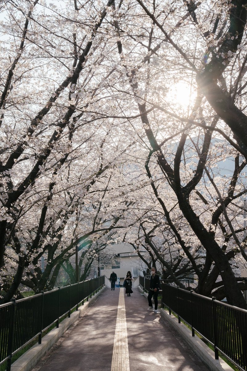 AKIRAmDown1's tweet image. 満開の桜のトンネルに、西日が差し込んでもう言葉にならないくらいエモい。

#cherryblossom 
#sakura 
#springvibes
#スナップ写真 
#moodygrams