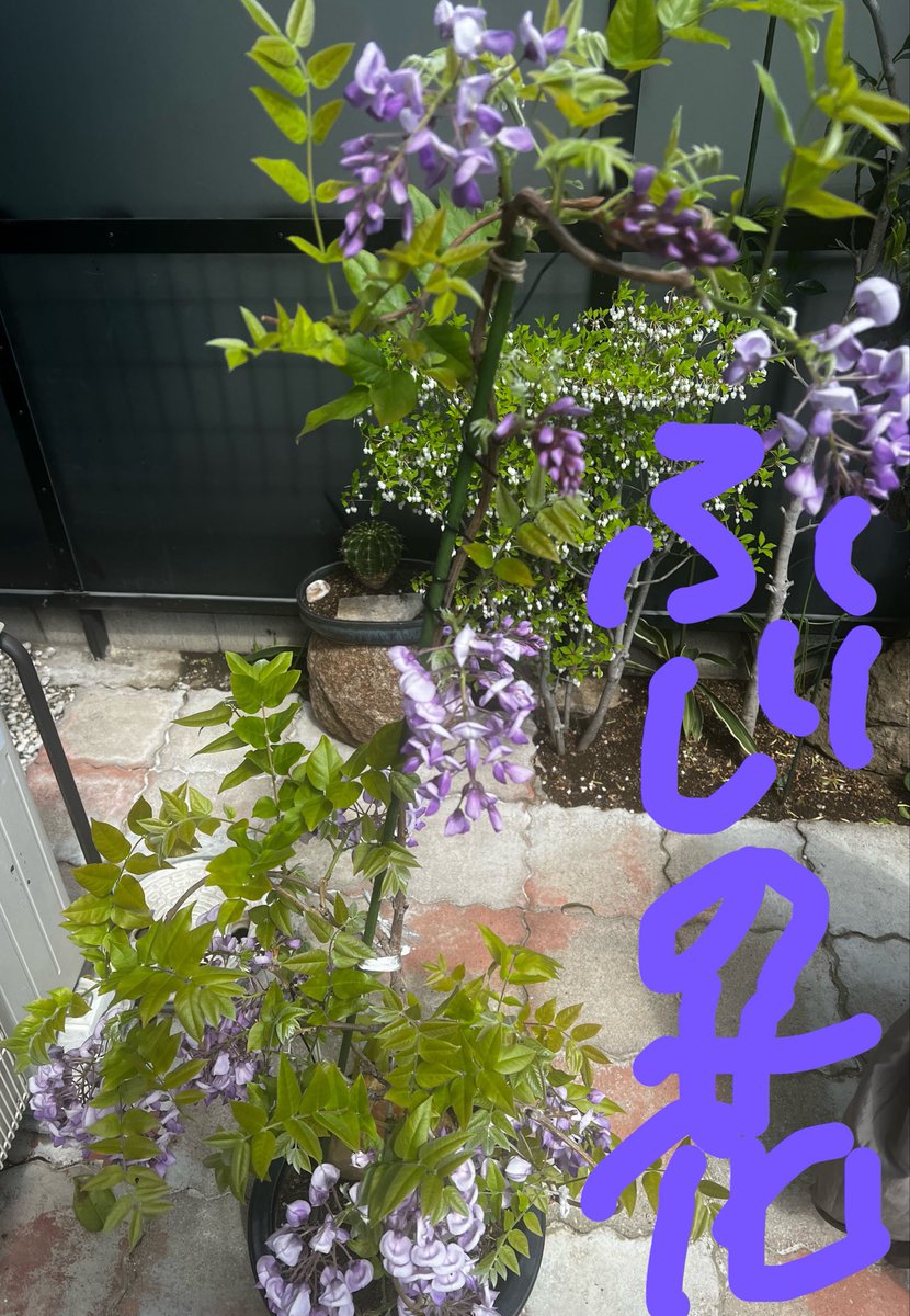 我が名はややｨｸ。 tweet media