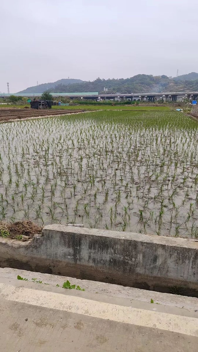 BTC张Sir🅱️ tweet media