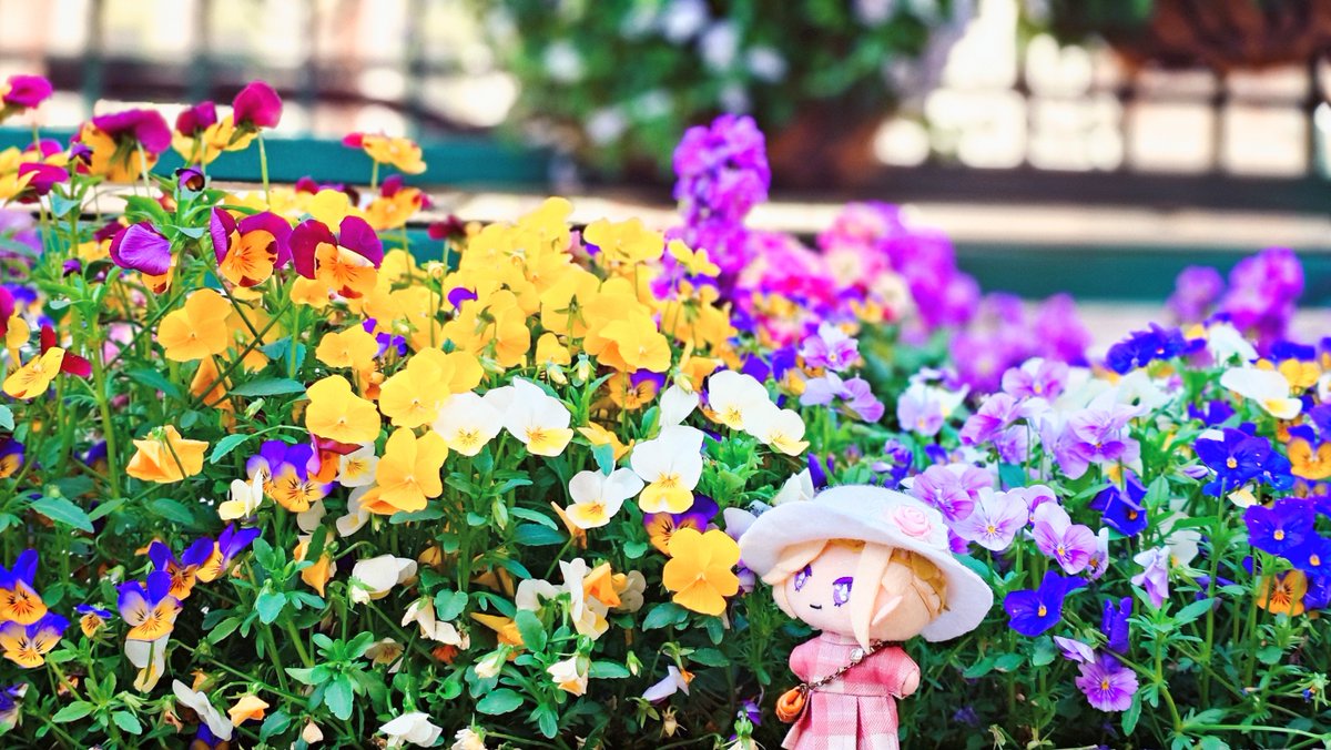 パンジーの森みたい