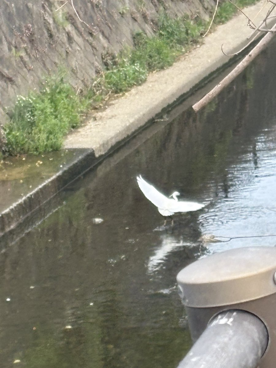 ✧*̣̩アデリー⋆̩☽⋆゜ tweet media