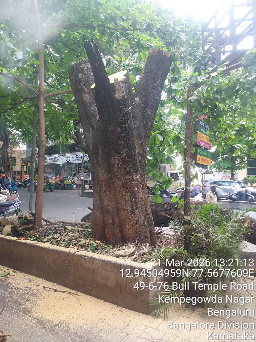 SaveBasavangudi's tweet image. *1/5*
Illegal tree felling on Bull Temple Rd, Basavanagudi – 31/03/2026. No tree cutting permission. 

DCF-GBA Mr. Sudharshan &amp;amp; team inspected &amp;amp; confirmed: contractor had ZERO approval.
@GBA_office @GBAChiefComm
@aranya_kfd @BBMPGreenBlr
#DCF-GBA

*2/5*
Contractor’s excuse: Used