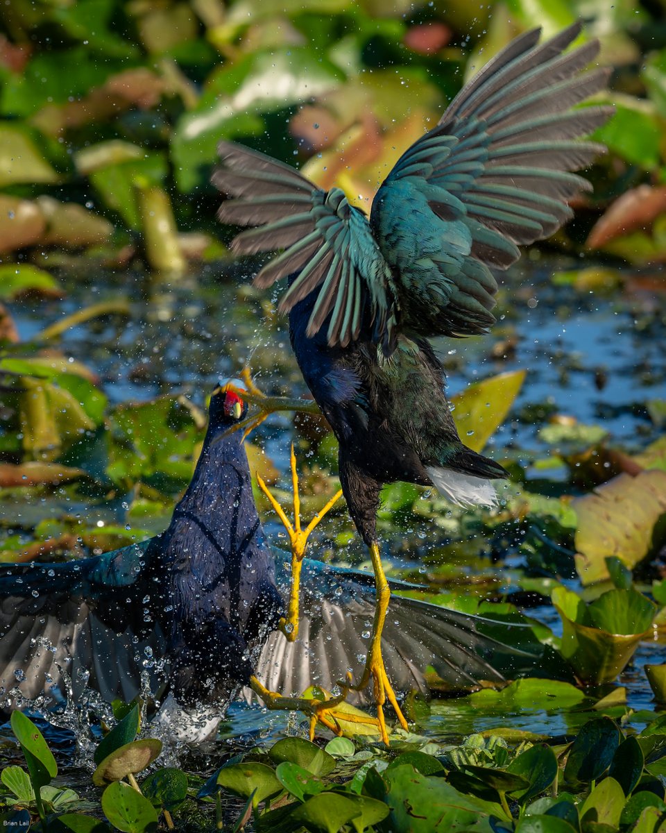 balail's tweet image. Purple Gallinules 
#photography #naturephotography #wildlifephotography #thelittlethings