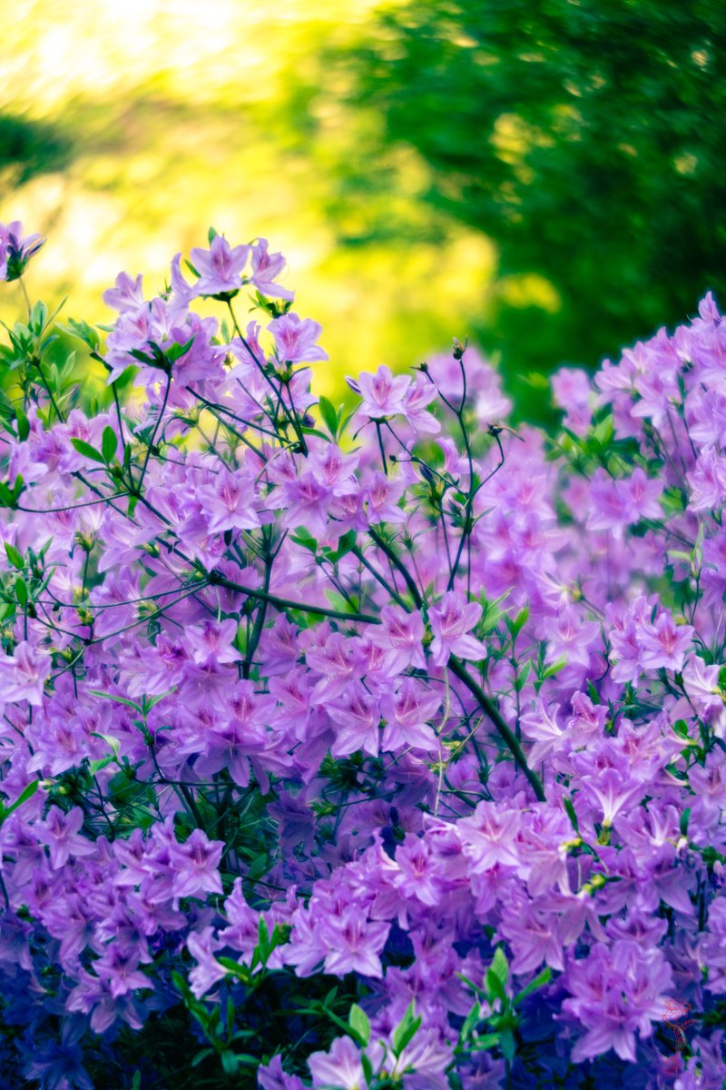 Anna Hitrova tweet media